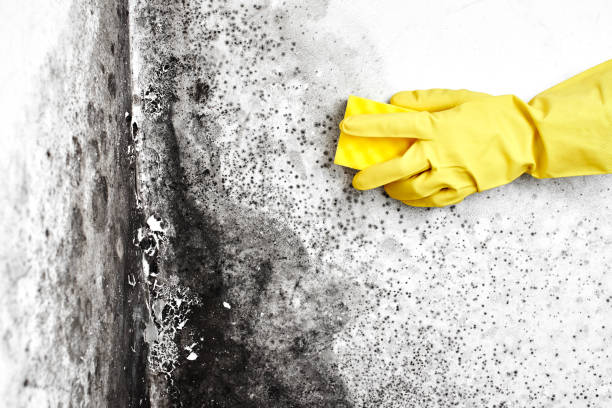 Best Mold Damage Repair  in Wayzata, MN