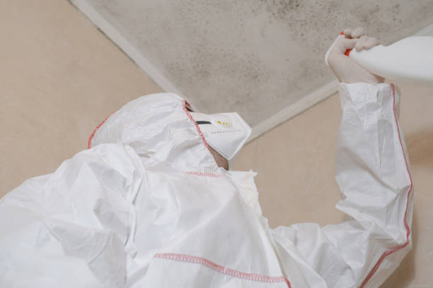 Best Mold Removal Near Me  in Wayzata, MN