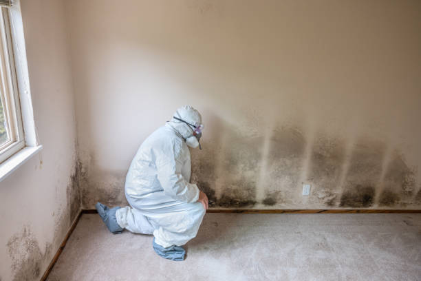 Best Mold Removal and Inspection  in Wayzata, MN
