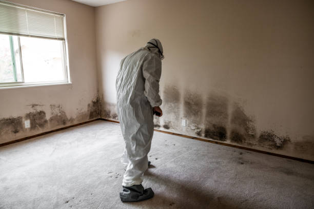 Crawl Space Mold Removal in Wayzata, MN