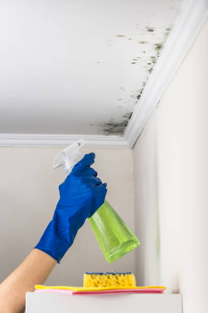 Home Mold Removal in Wayzata, MN
