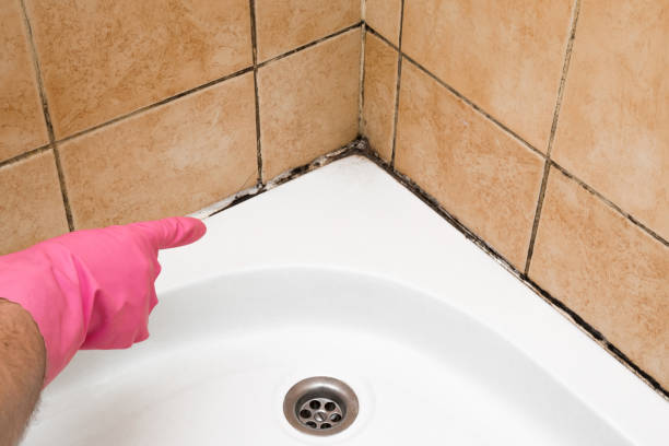 Best Commercial Mold Removal  in Wayzata, MN