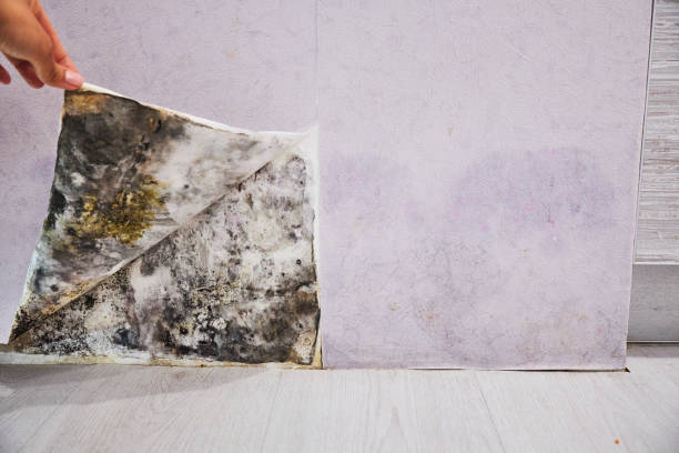 Best Mold Removal Company Near Me  in Wayzata, MN